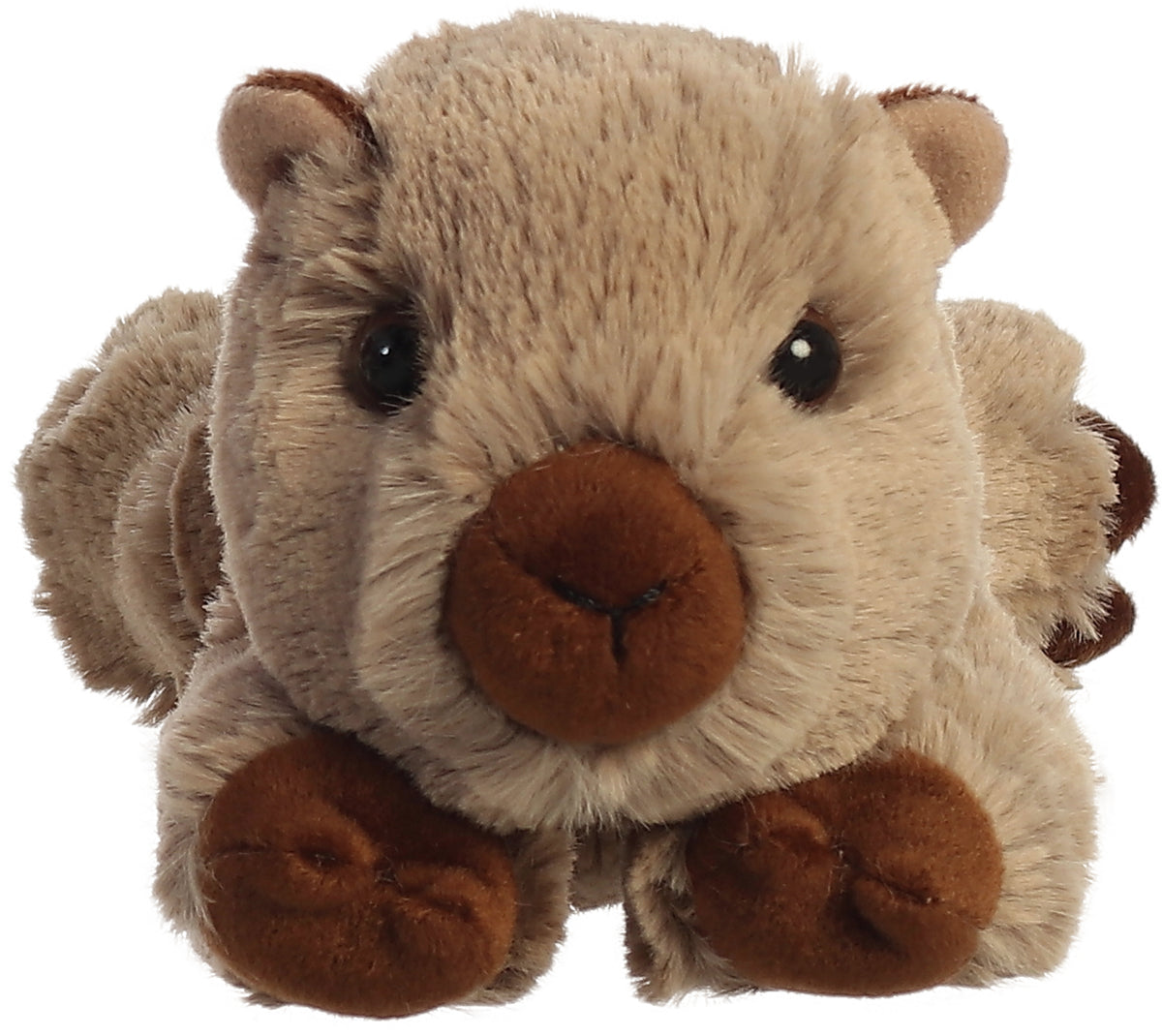 8 WINNIE WOMBAT Peluches Aurora